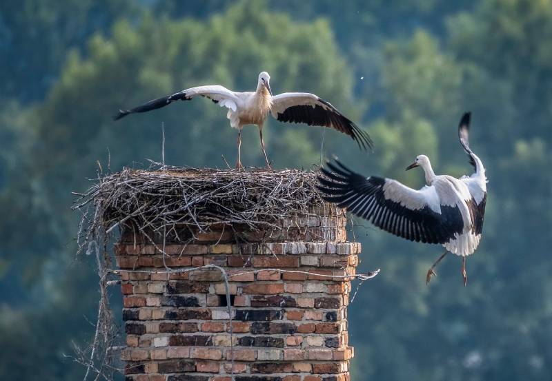 Professional Chimney Animal Removal Services in Bell Gardens, California