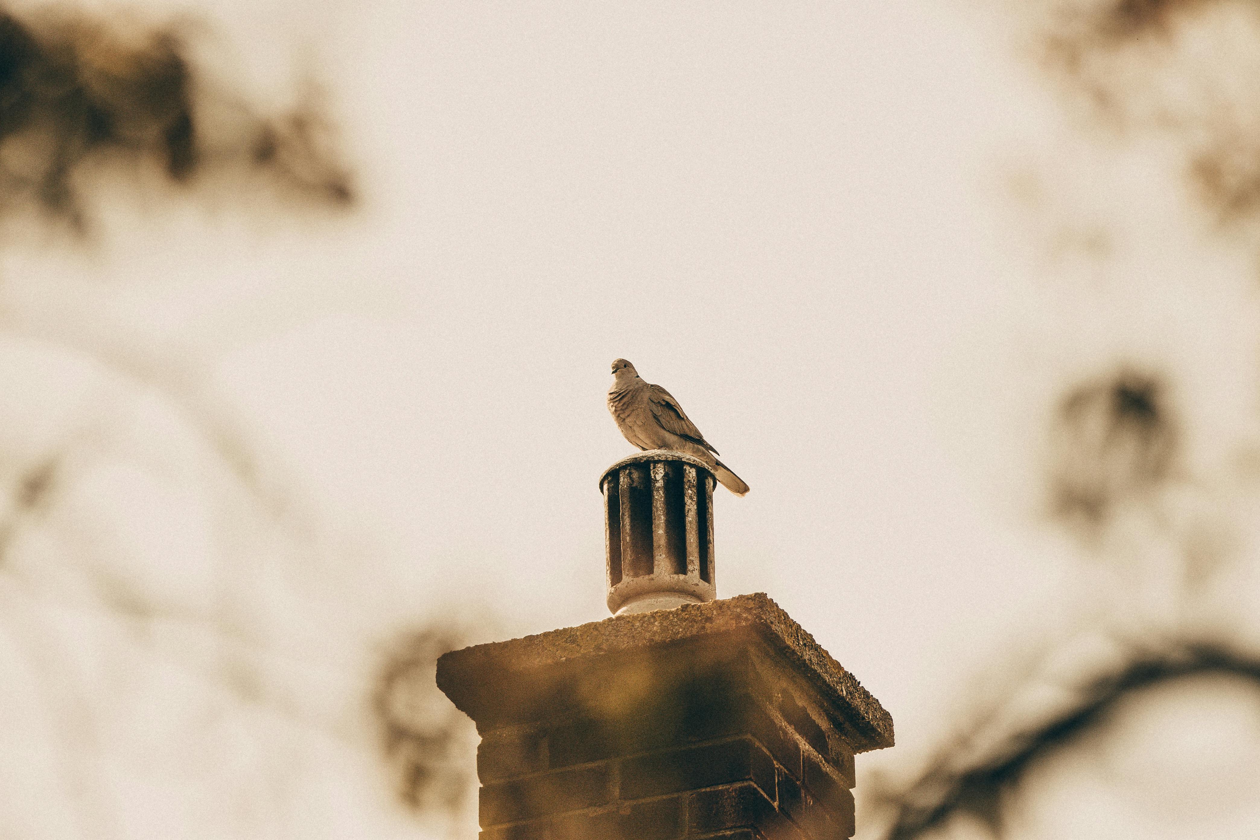 Expert Chimney Cap Installation in Bell Gardens, California